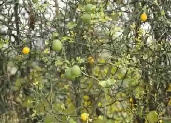 植物种类|枳树是什么树 属于芸香科植物