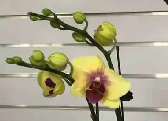 花语|黄蝴蝶兰的花语和寓意