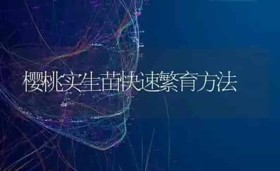樱桃实生苗快速繁育方法 | 瓜果种植