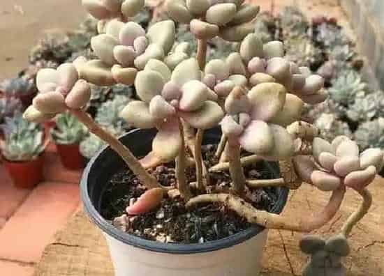 植物扦插|艾伦叶插多久发芽