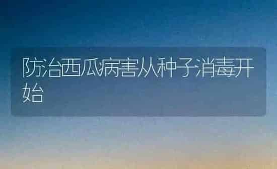 防治西瓜病害从种子消毒开始 | 瓜果种植