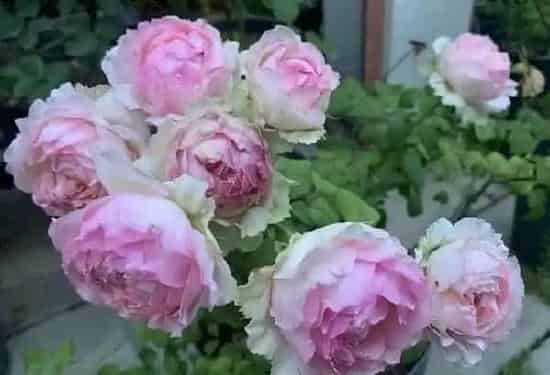 植物百科|佩尔朱克月季优缺点介绍（佩朱好养长得慢长势表现一般）