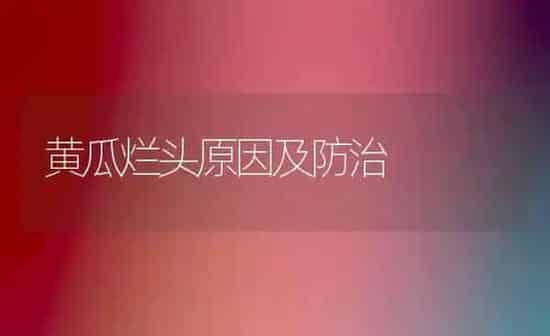 黄瓜烂头原因及防治 | 蔬菜种植