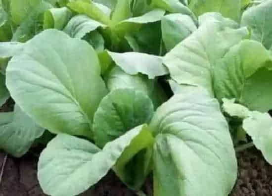 种植方法|快菜的种植方法和时间