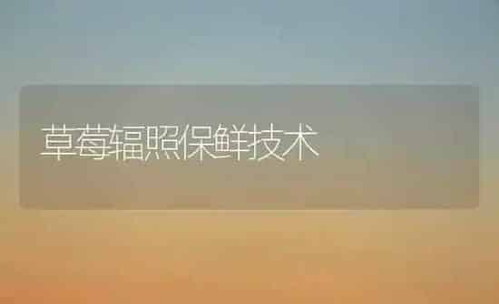 夏玉米如何进行追肥 | 粮油作物种植
