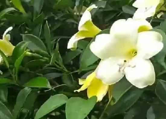 养殖方法|非洲茉莉可以水培吗 水培扦插方法和注意事项