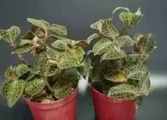 植物产地|金线莲哪里产的最好