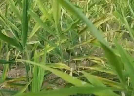 植物病害|生姜炭疽病的发病原因与治疗方法