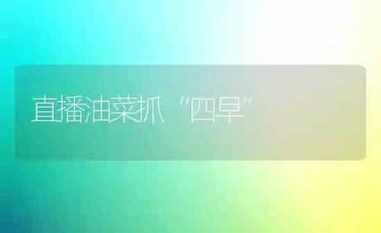 直播油菜抓“四早” | 粮油作物种植