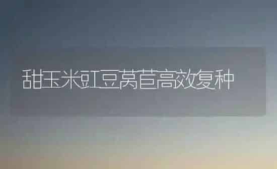 甜玉米豇豆莴苣高效复种 | 粮油作物种植