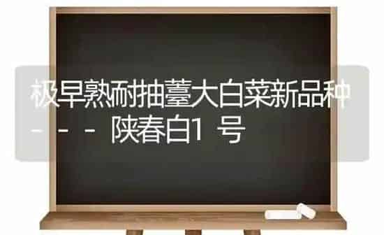 极早熟耐抽薹大白菜新品种---陕春白1号 | 蔬菜种植