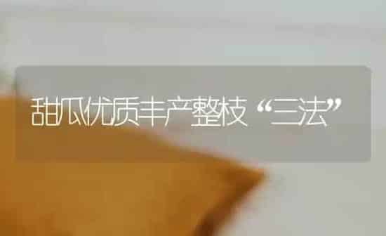 甜瓜优质丰产整枝“三法” | 瓜果种植