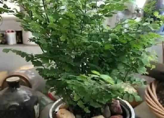 养殖方法|狼尾蕨的养殖方法和注意事项有哪些