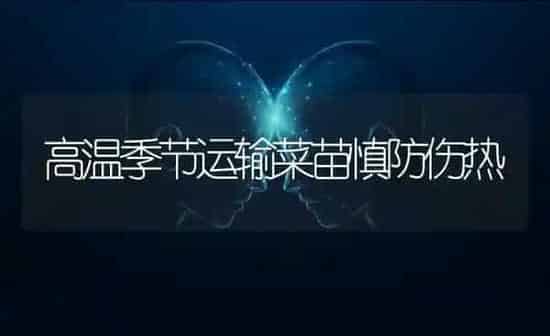 高温季节运输菜苗慎防伤热 | 蔬菜种植