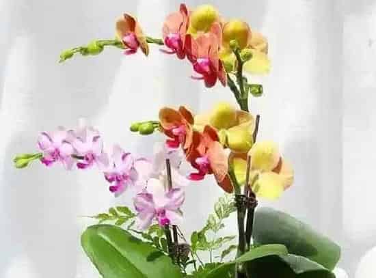 开花时间|蝴蝶兰在什么季节开花 开花月份