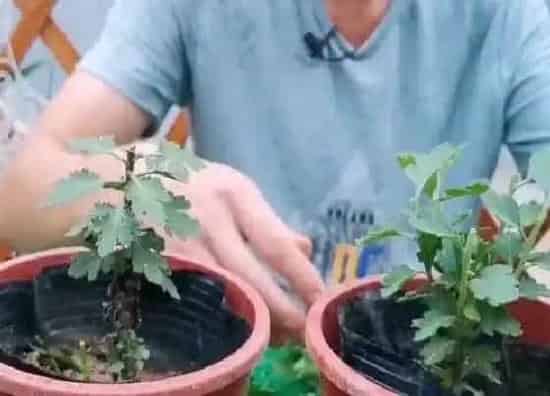 植物修剪|菊花怎么剪枝 修剪方法图解