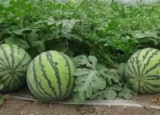 种植百科|西瓜栽种方法和注意事项