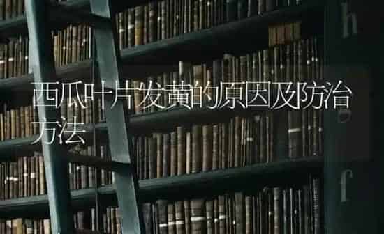 西瓜叶片发黄的原因及防治方法 | 瓜果种植