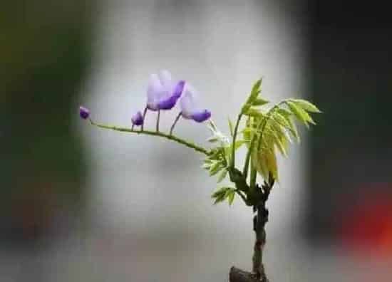 植物发芽|紫藤什么时候发芽长叶