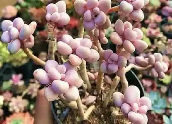 植物扦插|艾伦叶插多久发芽