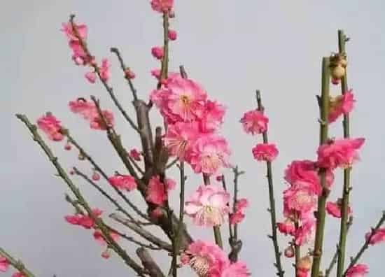 养殖方法|红梅发芽后怎样养护与管理（盆栽红梅修剪方法与技术）