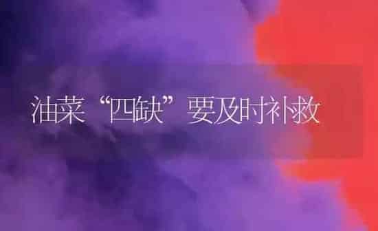 油菜“四缺”要及时补救 | 粮油作物种植