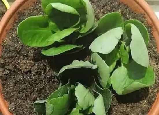 种植管理|长寿花打顶时间及方法步骤(图解)