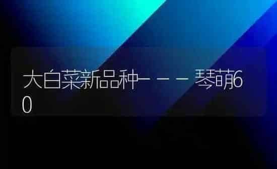 大白菜新品种---琴萌60 | 蔬菜种植