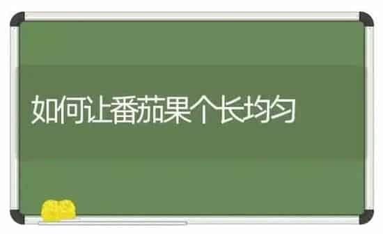 如何让番茄果个长均匀 | 瓜果种植