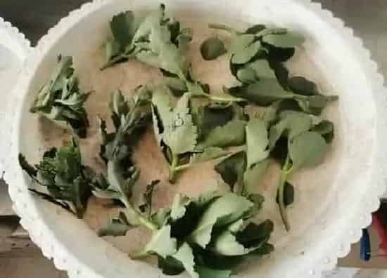 种植管理|长寿花打顶时间及方法步骤(图解)