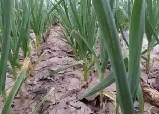 植物病害|大蒜黄叶病的原因及治疗处理方法