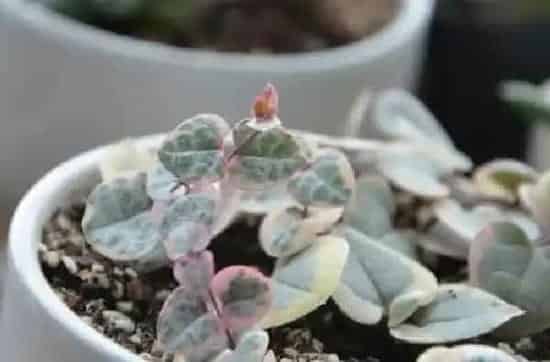 养殖科普|爱之蔓锦怎么爆盆快