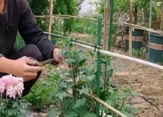 植物修剪|木菊花怎么剪枝开花 修剪方法与步骤