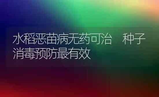 水稻恶苗病无药可治 种子消毒预防最有效 | 粮油作物种植
