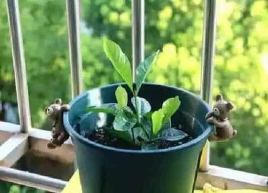 植物生根|白掌扦插快速生根方法