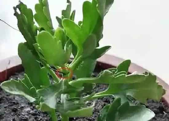 种植管理|长寿花打顶时间及方法步骤(图解)