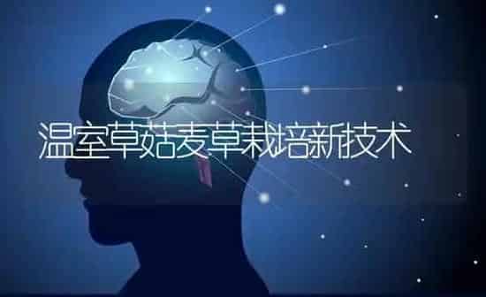 温室草菇麦草栽培新技术 | 食用菌种植