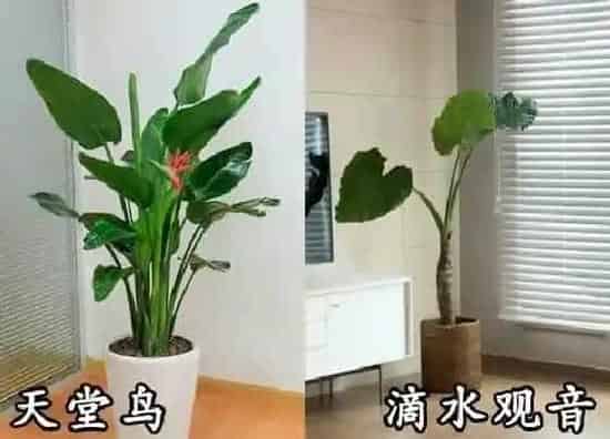 植物种类|天堂鸟和滴水观音是一种花吗