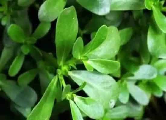 植物百科|长寿草又叫什么名称