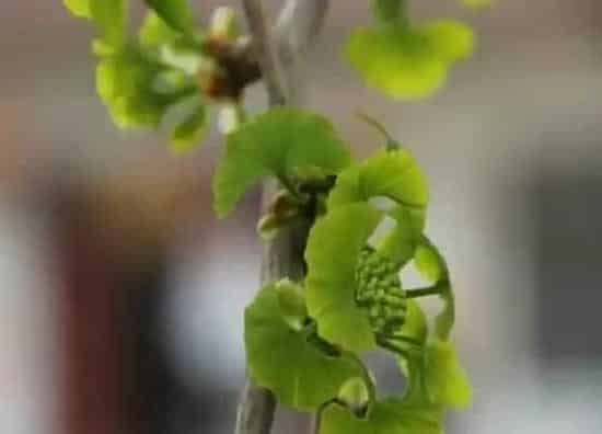 植物寓意|银杏的寓意和象征风水