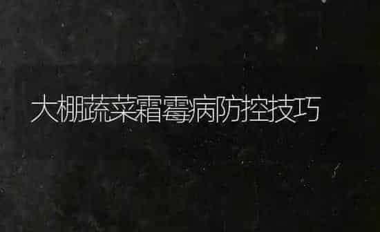 大棚蔬菜霜霉病防控技巧 | 蔬菜种植