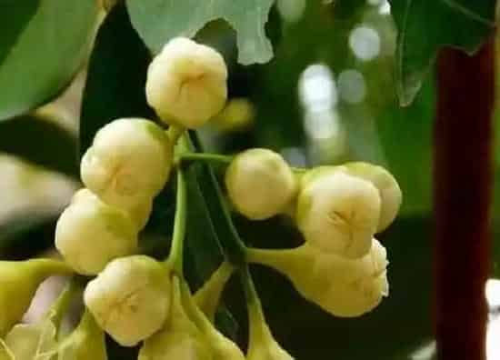 不开花|莲雾不开花什么原因