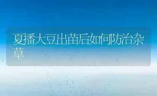 夏播大豆出苗后如何防治杂草 | 粮油作物种植