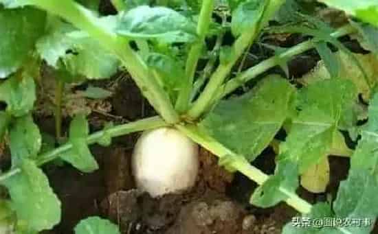 喷药|萝卜打什么封闭除草剂（青萝卜地用什么药除掉杂草）