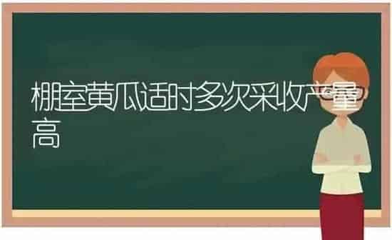 棚室黄瓜适时多次采收产量高 | 蔬菜种植