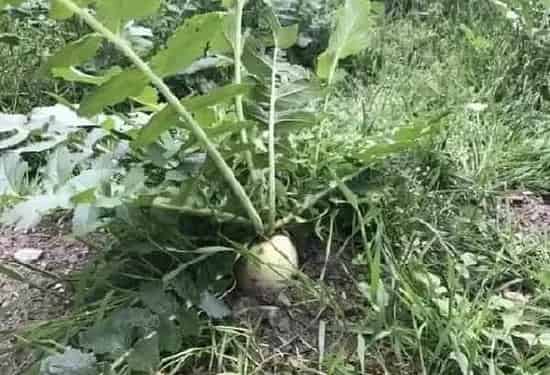 喷药|萝卜打什么封闭除草剂（青萝卜地用什么药除掉杂草）
