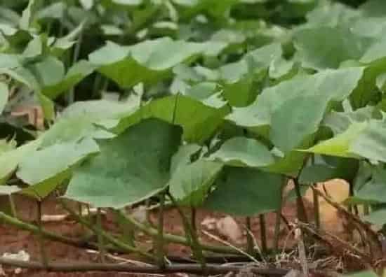 食用须知|红薯叶的根茎能吃吗