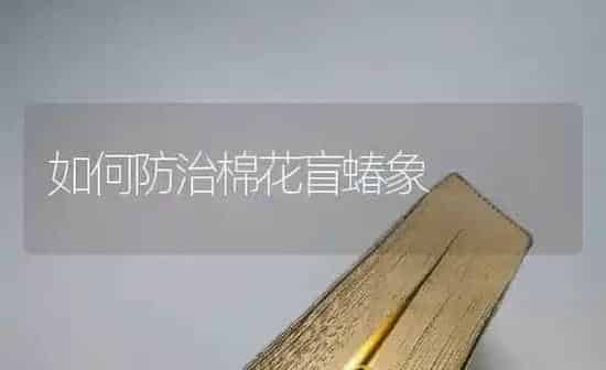如何防治棉花盲蝽象 | 粮油作物种植