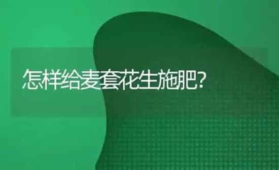 怎样给麦套花生施肥？ | 种植肥料施肥