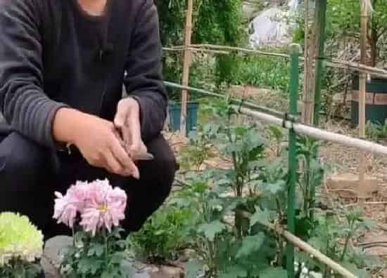 植物修剪|木菊花怎么剪枝开花 修剪方法与步骤